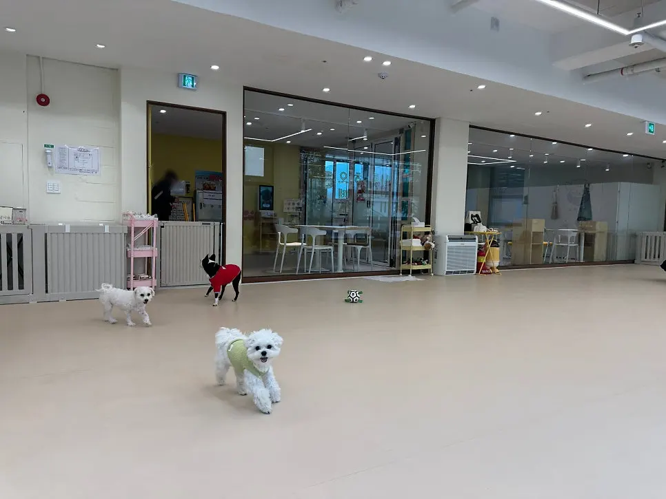 Spacious open indoor dog play area