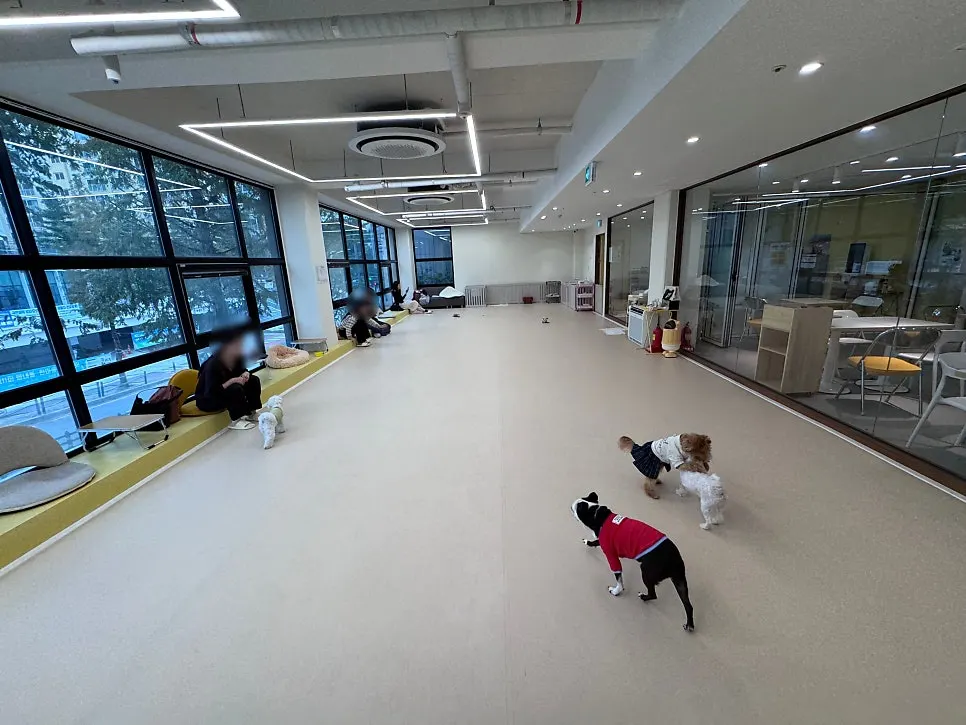 Indoor playroom with flooring suited for dogs' activity