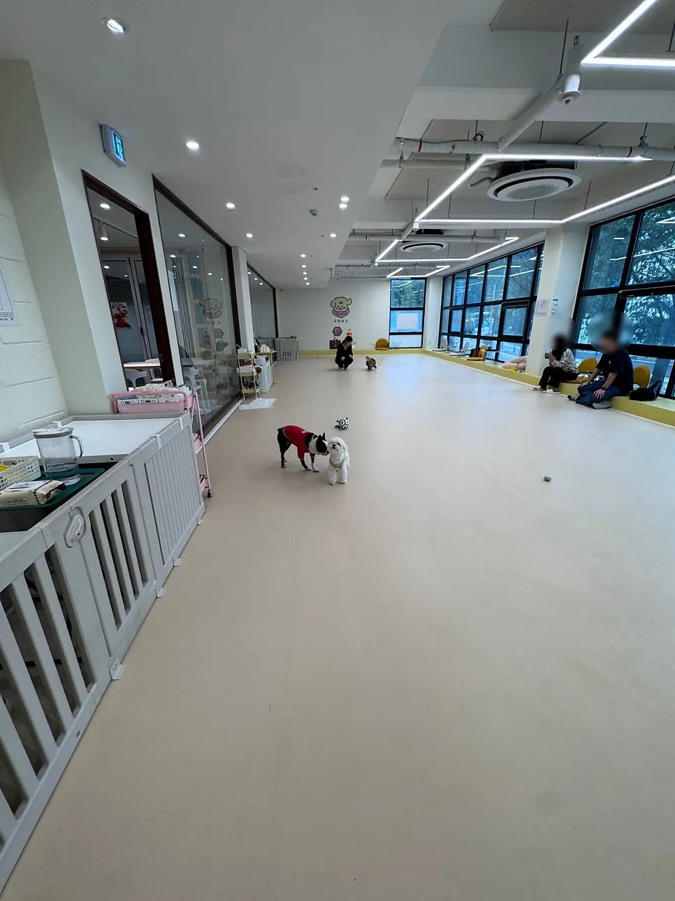 Dogs wandering freely around the playroom