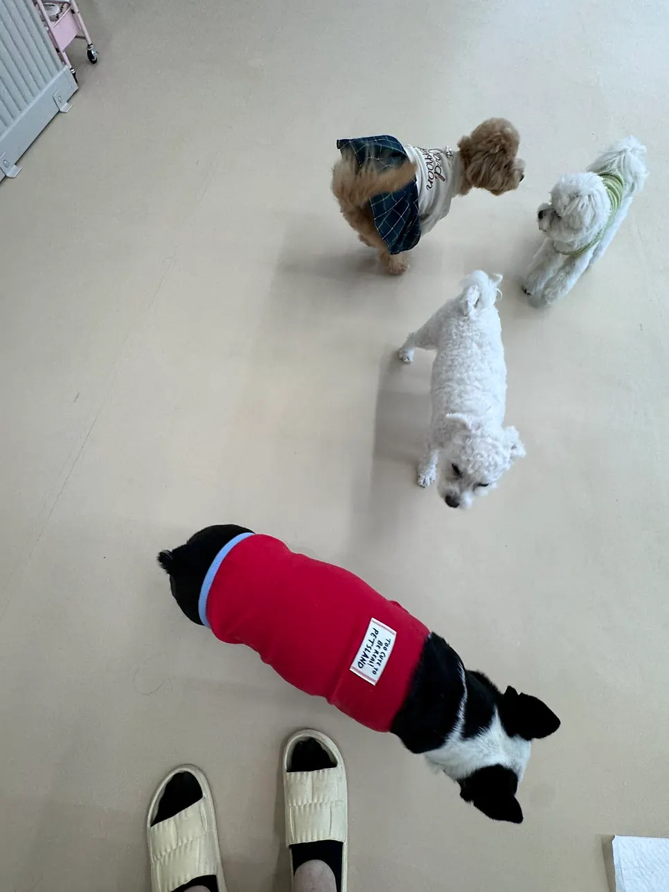 Dogs at the dog café greeting and playing with each other