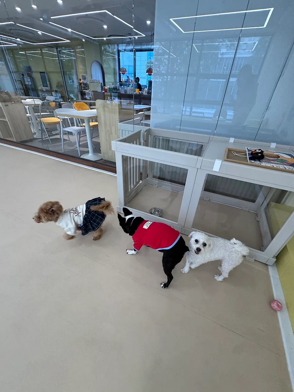 A dog chasing after a toy