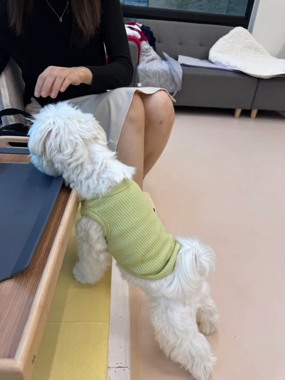 A dog spending time in the indoor playroom