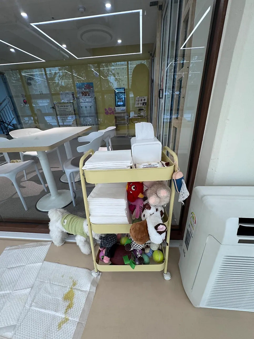A dog checking out the dog café space