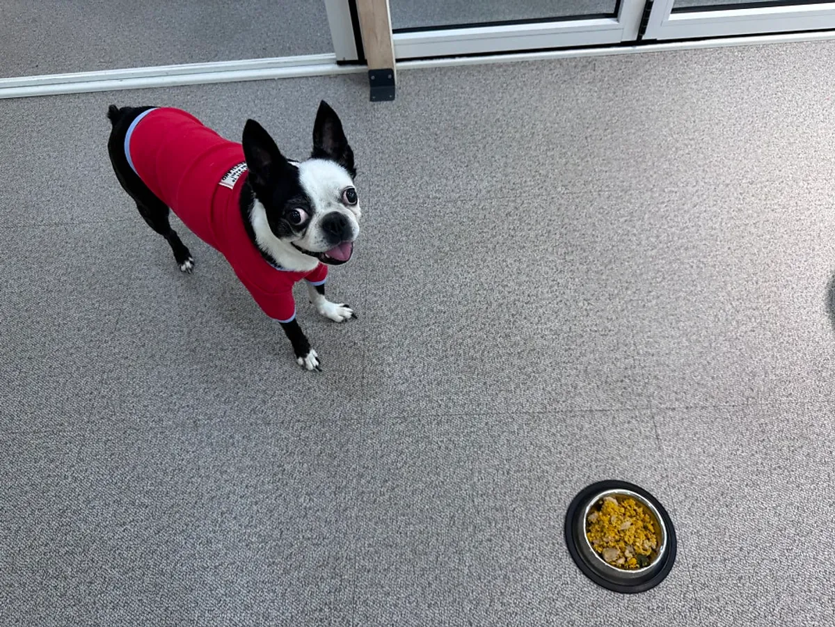 Dog food served in a dog-only bowl