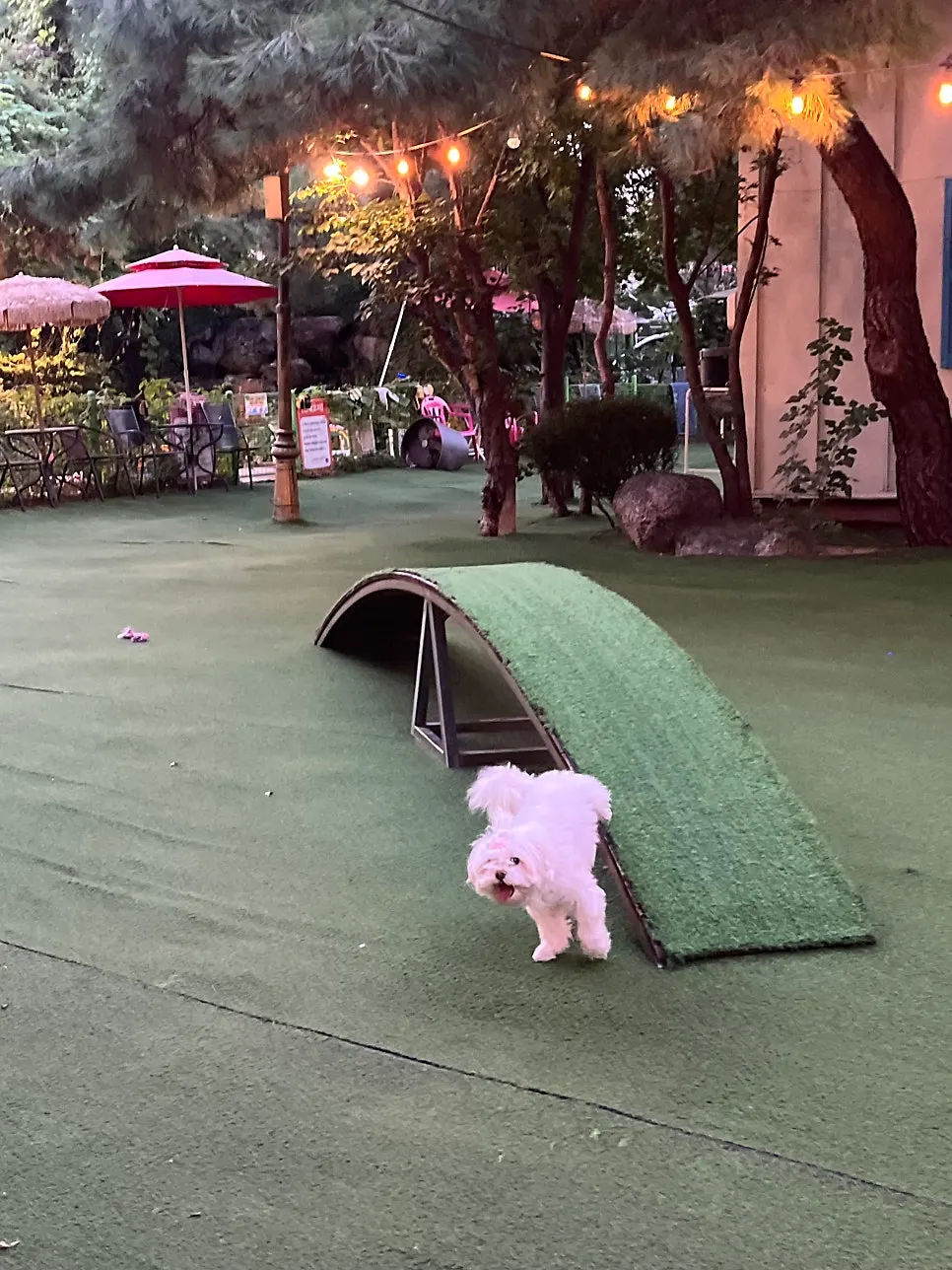 Dog café space combining an outdoor field and swimming pool