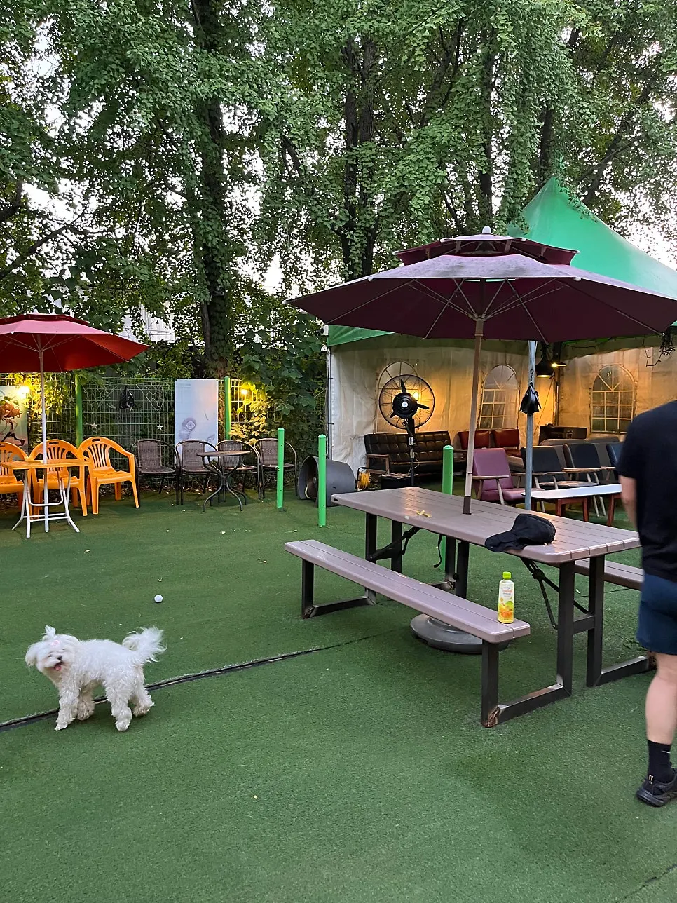 Dog walking on the artificial turf field