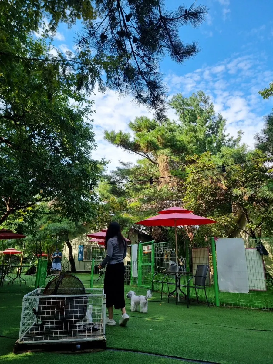 Cover photo of the visit to Gaeddae Playground, a dog café in Namyangju