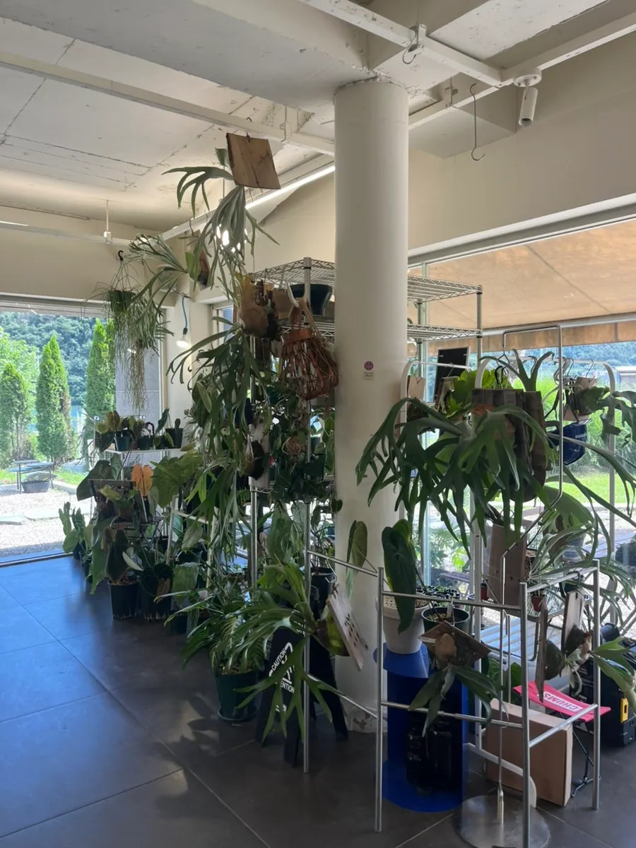 MR interior with plants