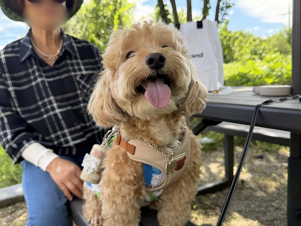 Cookie the dog looking at the camera