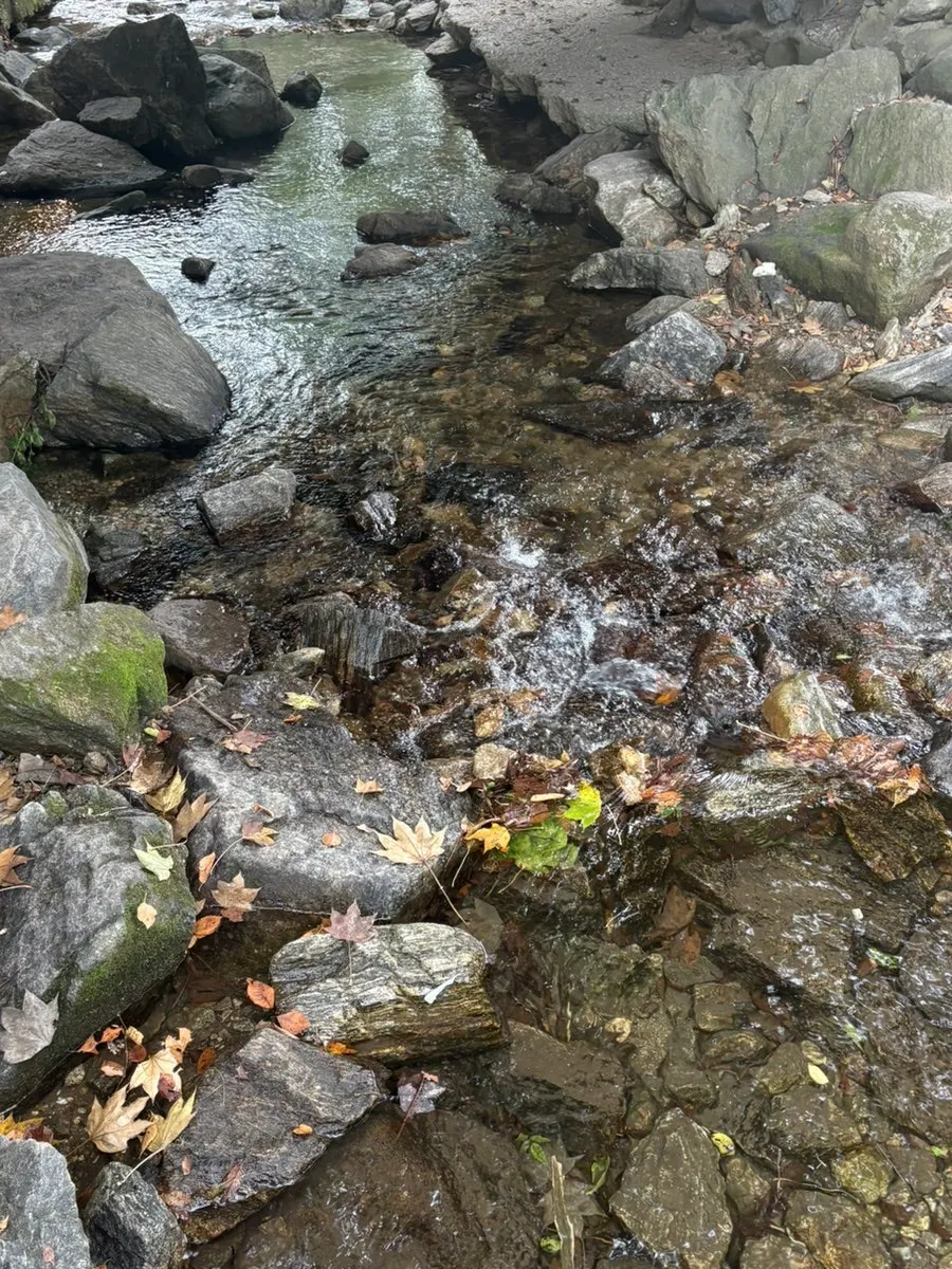 Outdoor area of 2002 Witch's Arpeggio beside the creek