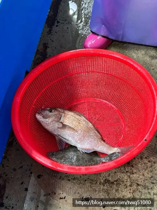 수조 속 생선을 고르는 모습