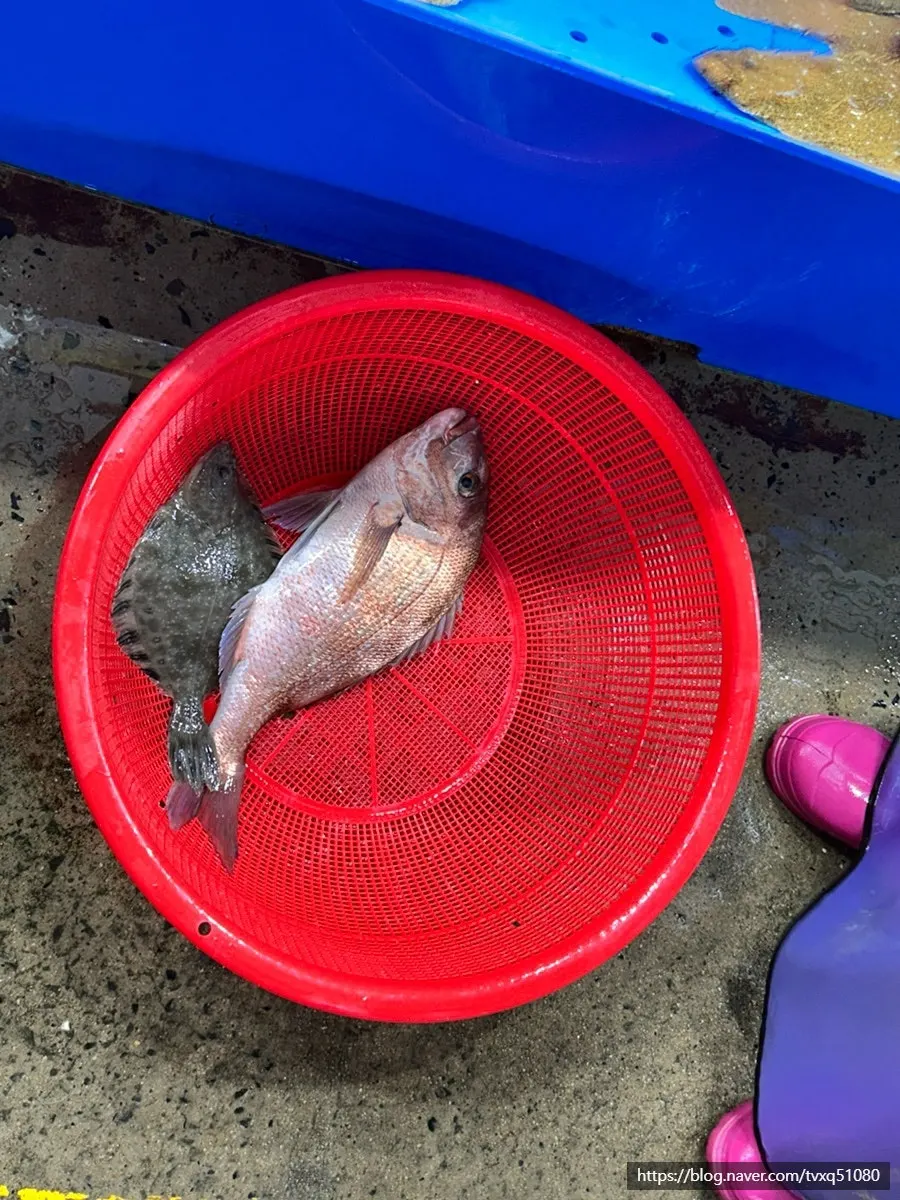녹도수산에서 고른 도미와 도다리