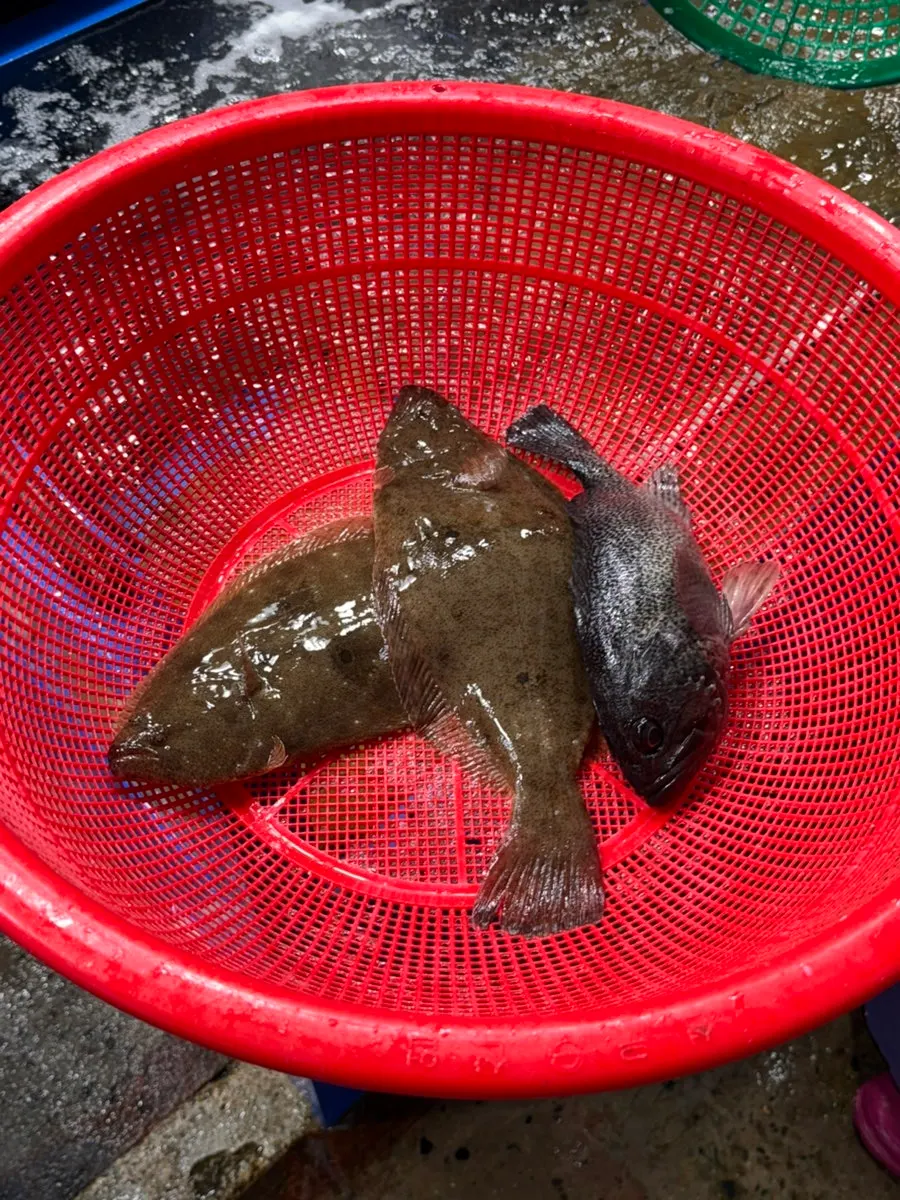 Well-maintained live fish tanks at Nokdo Susan