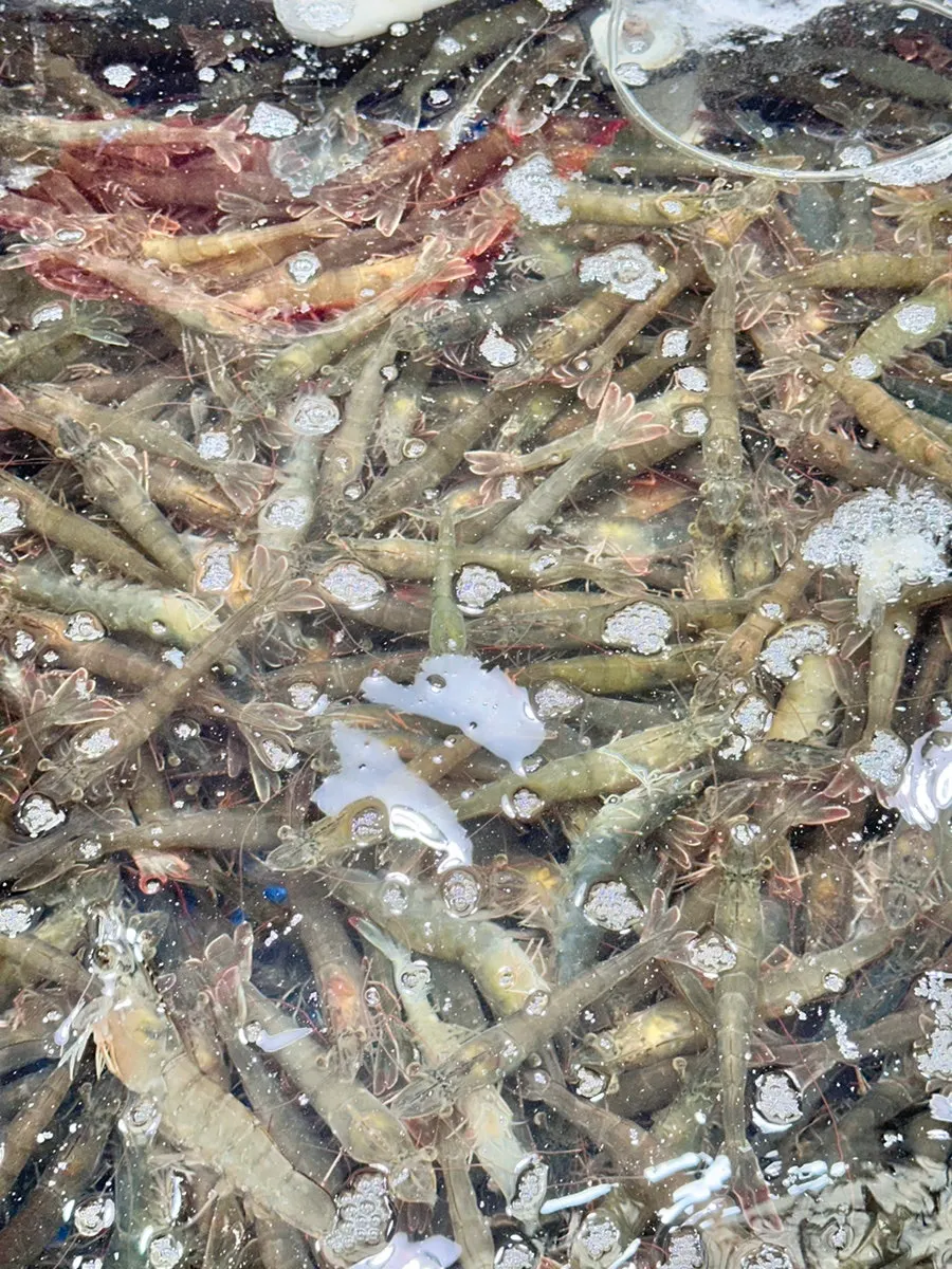 Autumn prawn and blue crab tank at Daecheonhang