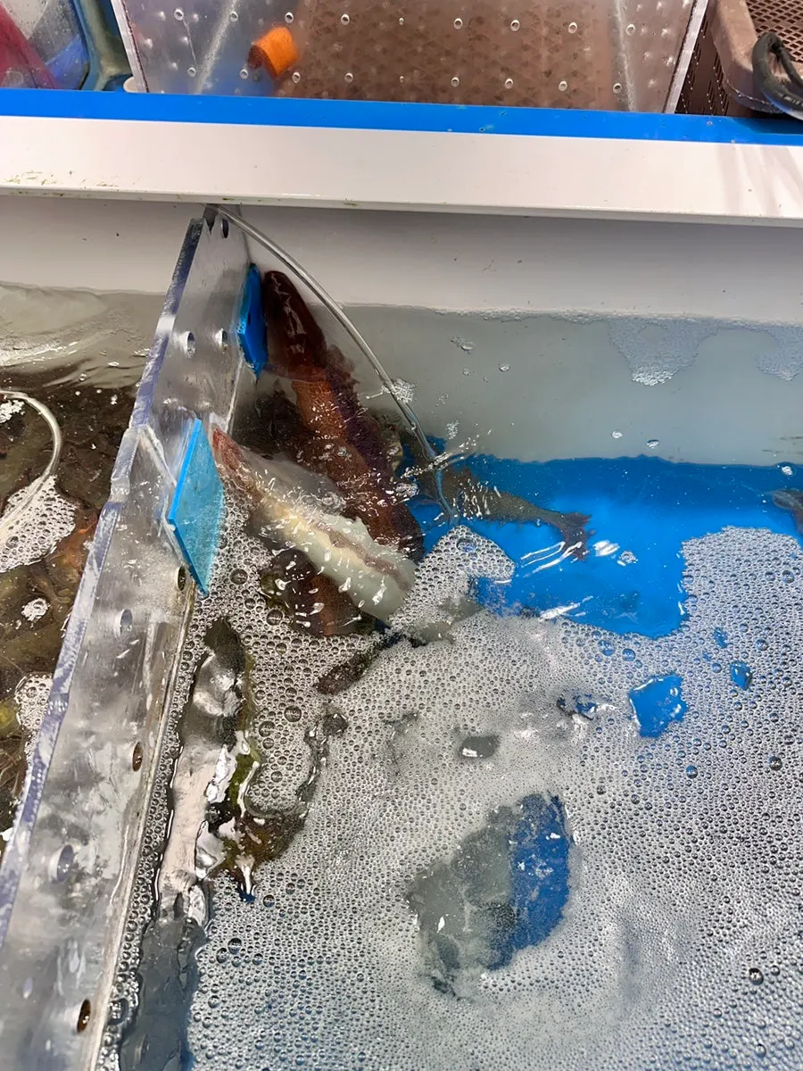 Tank packed full of prawns