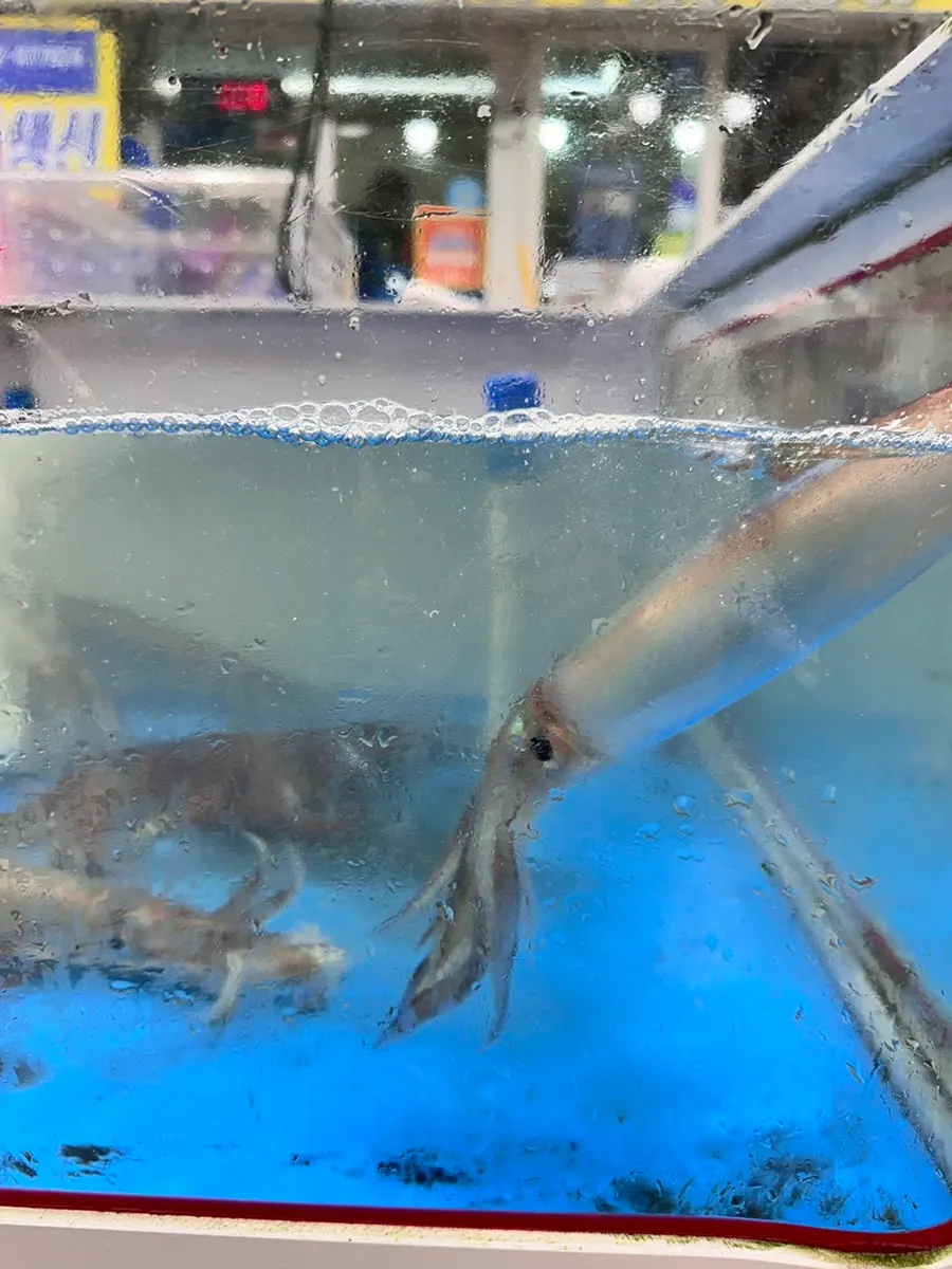 Blue crabs tangled together, legs moving