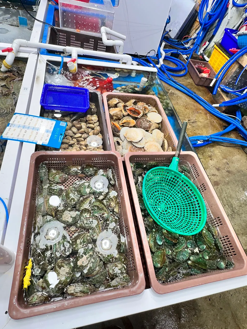 Scallops, conch, and clams sorted by type