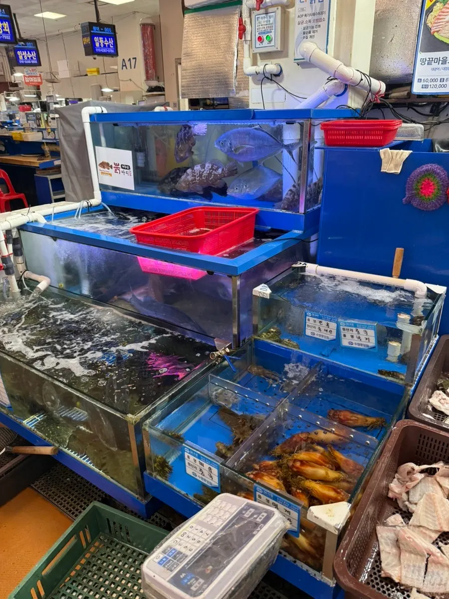 Well-maintained fish tanks at Ttangkkeut Maeul