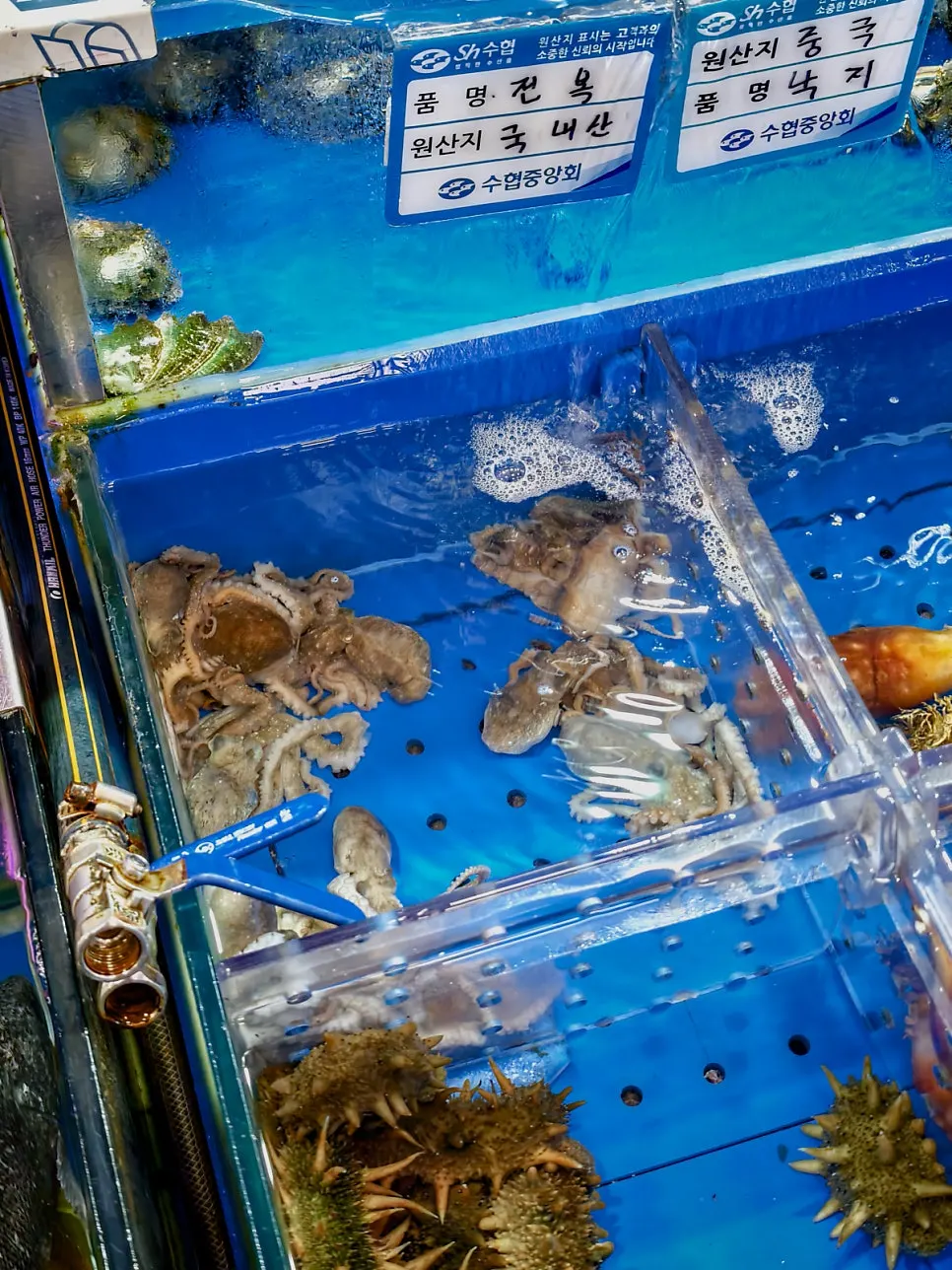 Tank holding olive flounder, red snapper, and other sashimi fish