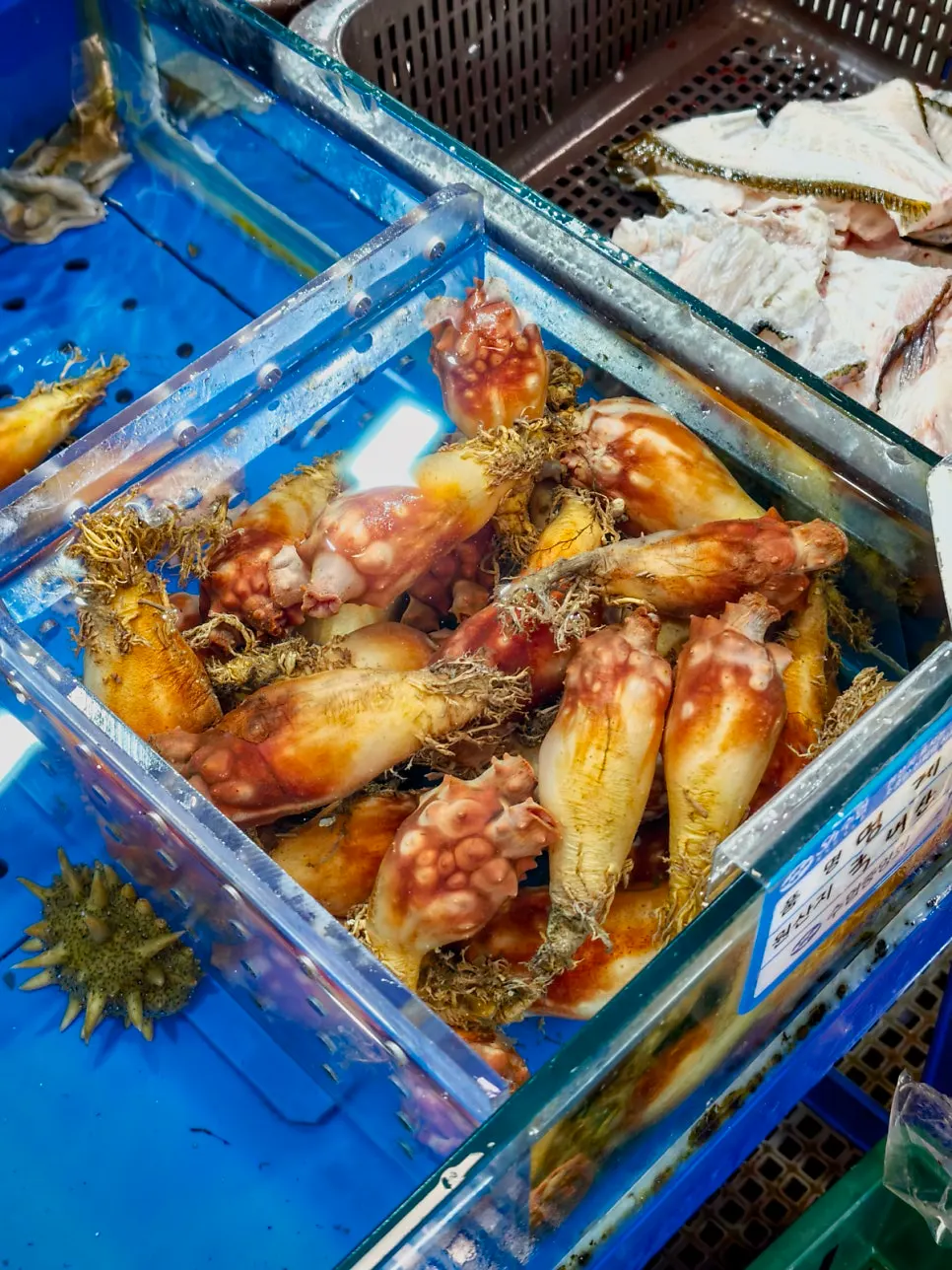 Tank display showing premium fish varieties carried by the shop