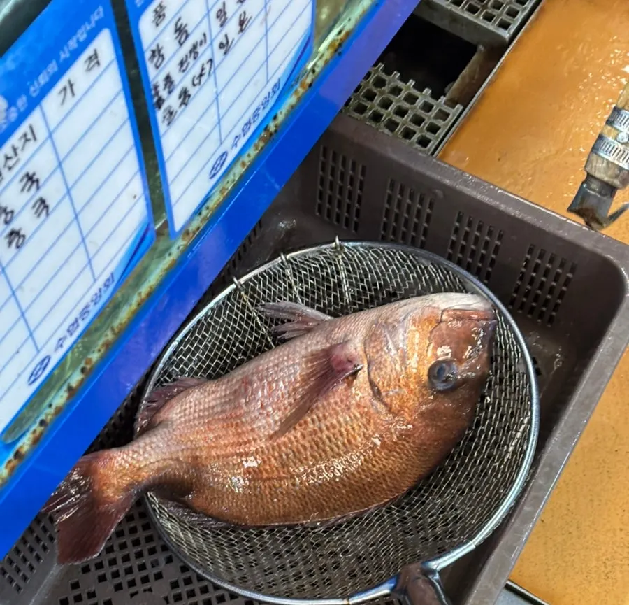 Sashimi takeaway visit to Ttangkkeut Maeul