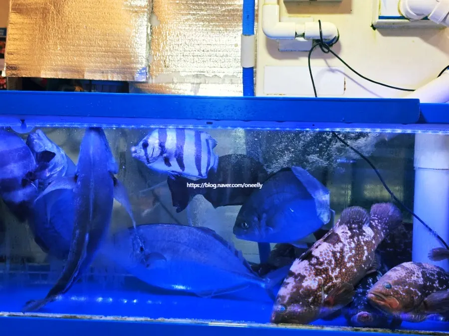 Fresh sashimi in a range of fish varieties