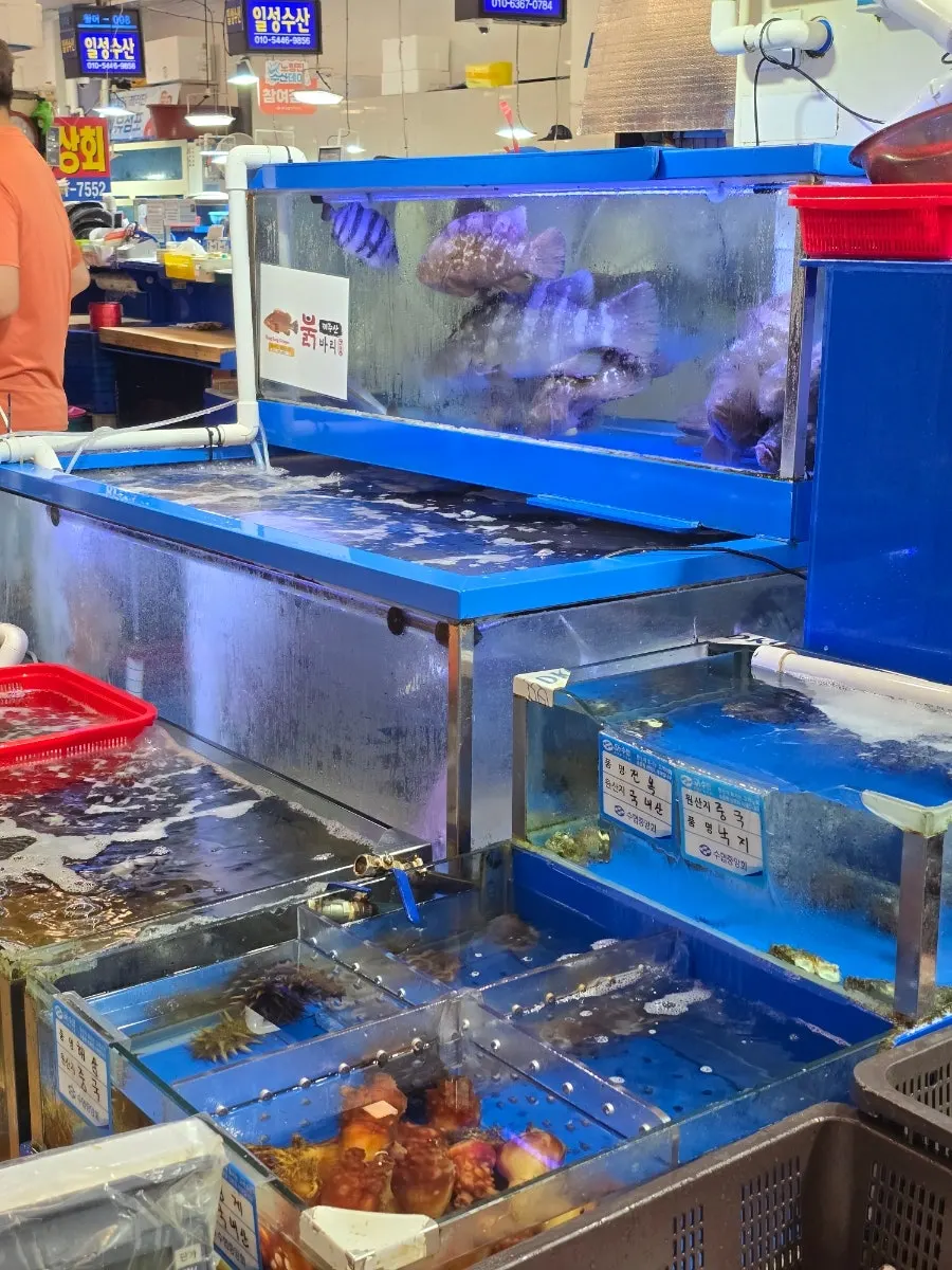 Live-fish tank with flatfish and rockfish