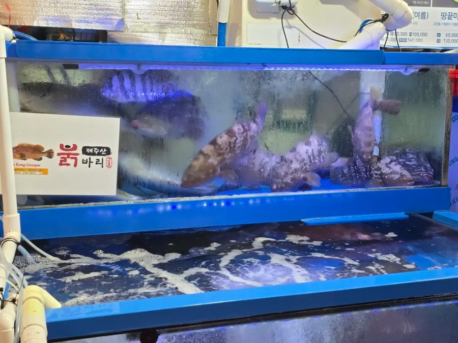 Live-fish sales tank at Noryangjin Fish Market