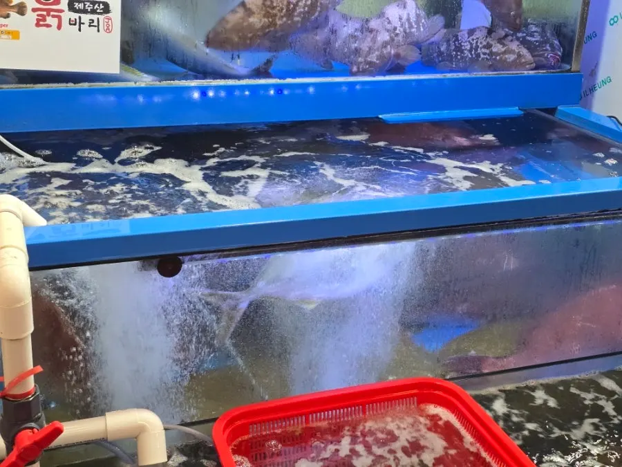 Various fish in the tanks at Ttangkkeut Maeul
