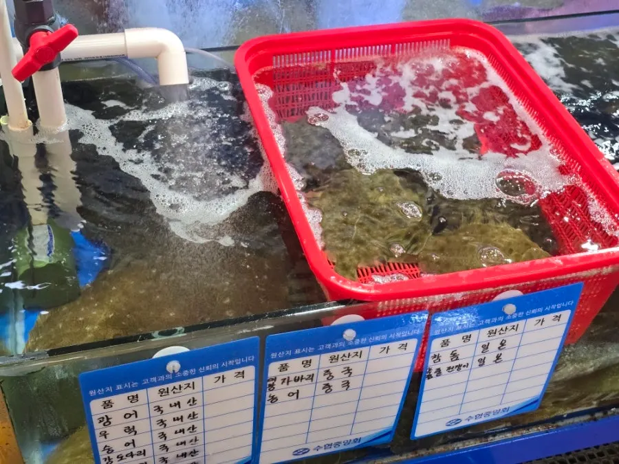 Live-fish tank checked before sashimi takeaway