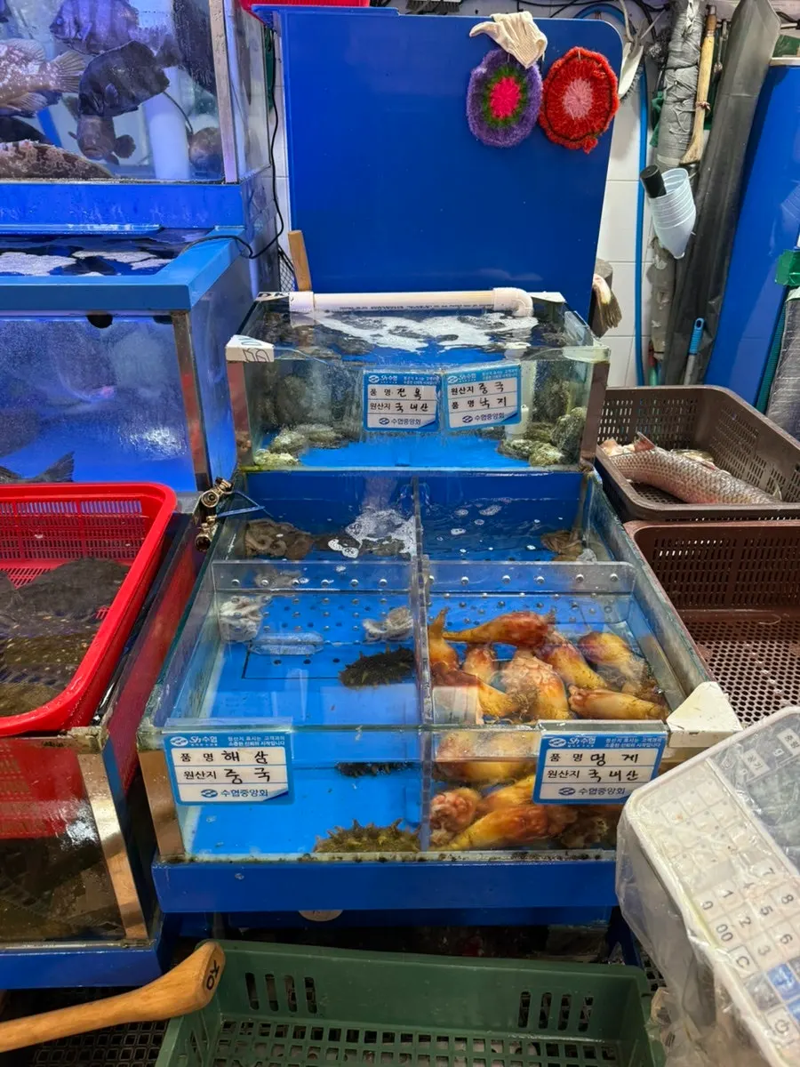 전복 낙지 해삼 멍게가 있는 땅끝마을 수조