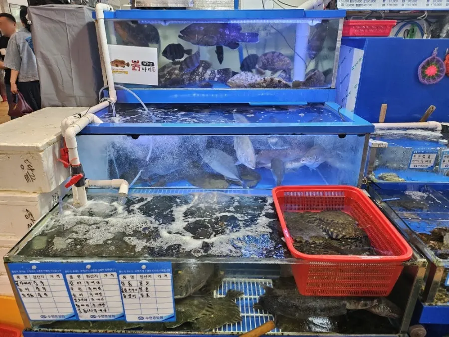 광어 우럭 참돔이 들어 있는 수조