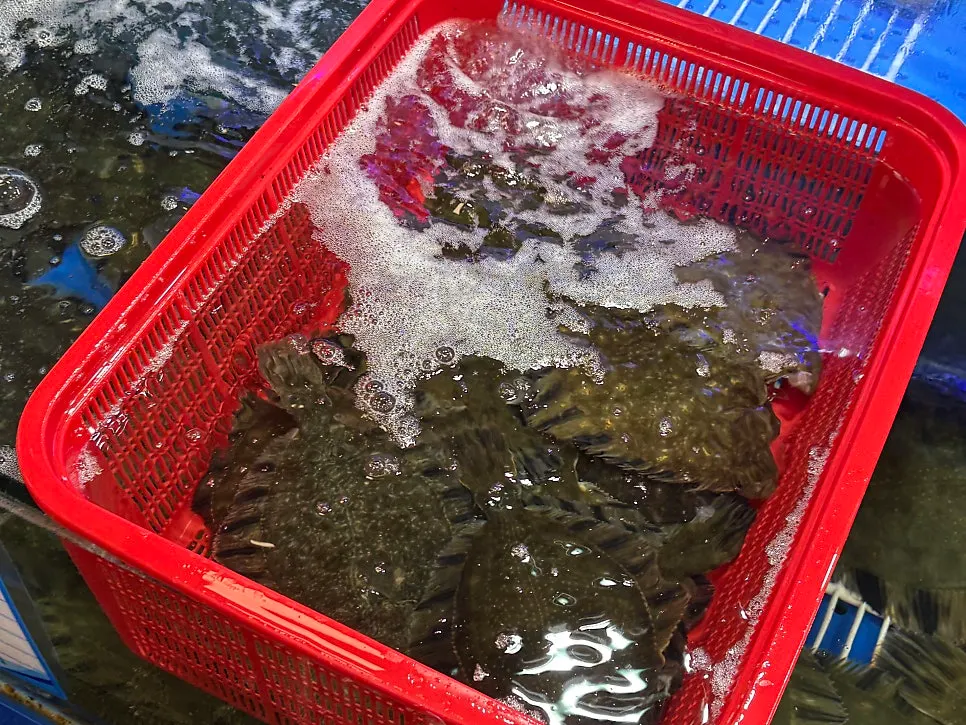 Fish tanks in front of Ttangkkeut Maeul, stalls 42 and 43 on the 1st floor
