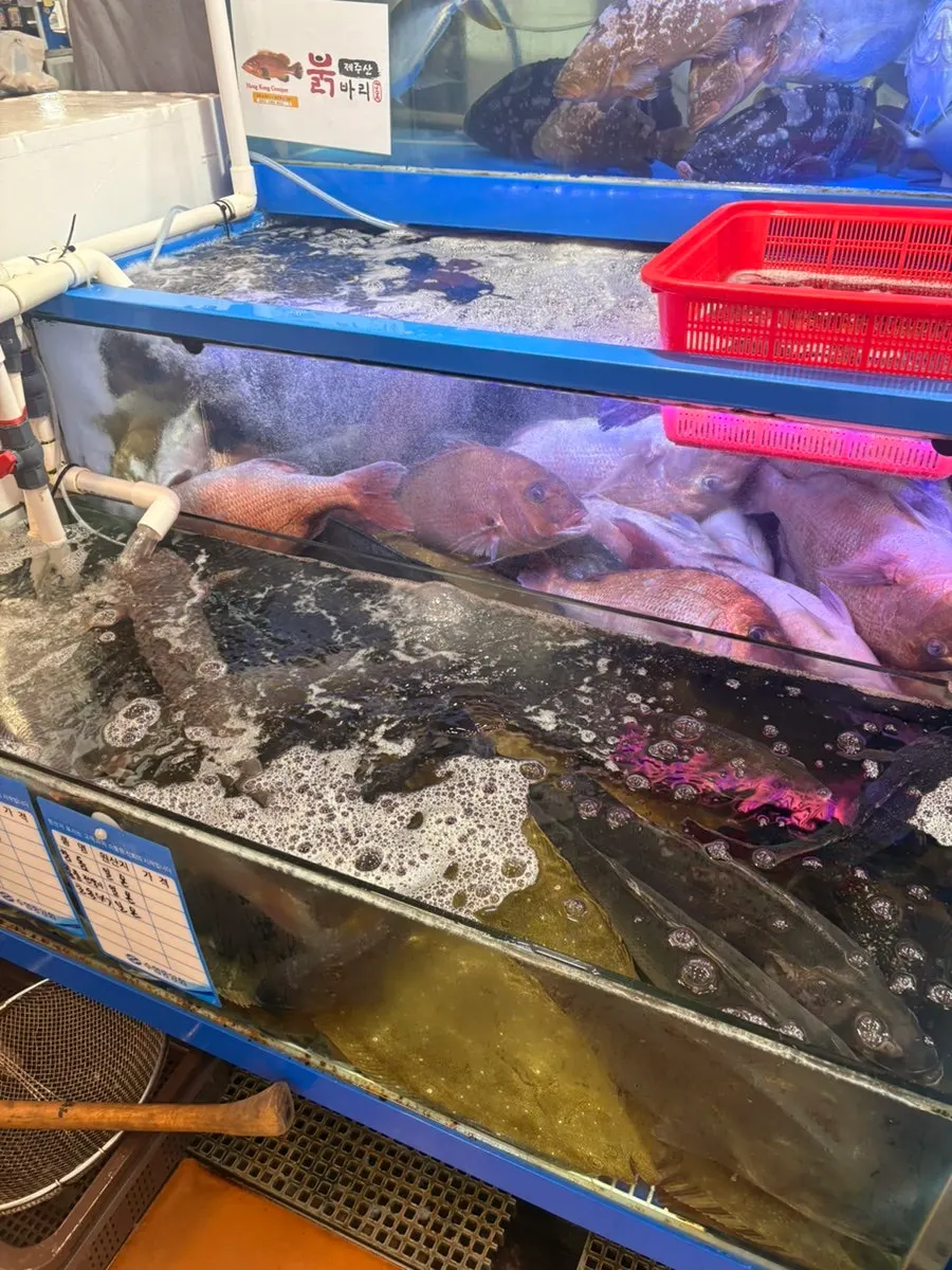 살아 움직이는 생선이 담긴 땅끝마을 수조