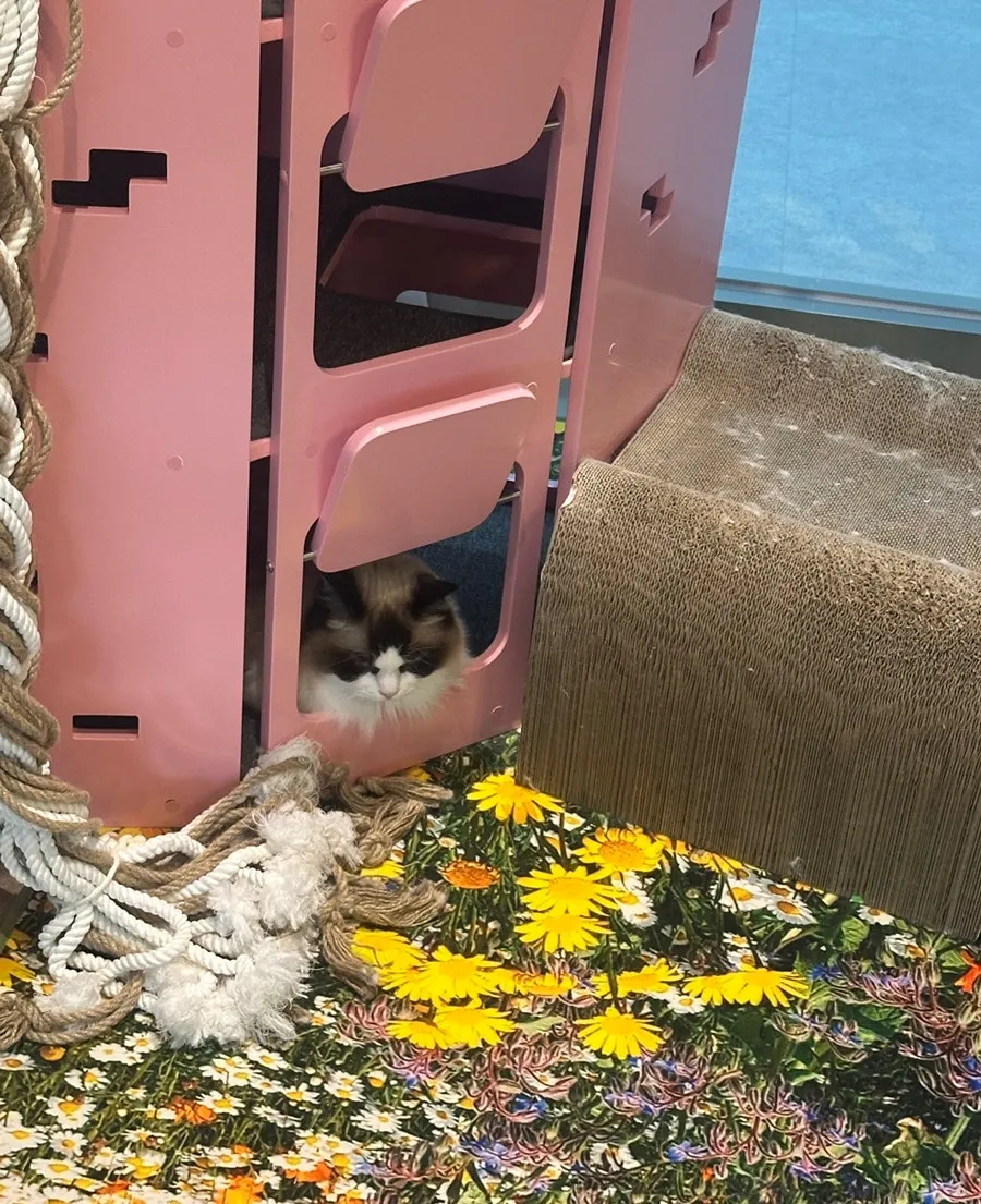 A cat resting inside the pink cat castle