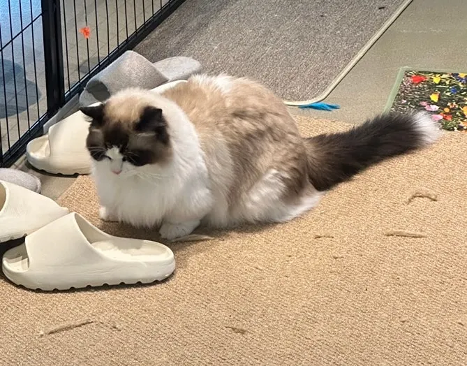 Cat loafing with chin propped on the balcony
