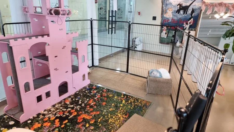 Cat-concept decorated space inside Nyanya café