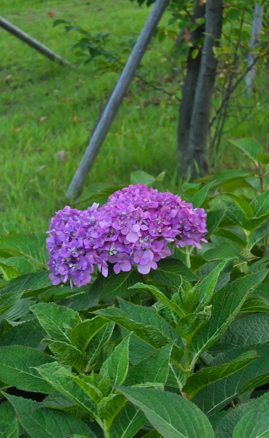 Hydrangeas blooming in the neighborhood park