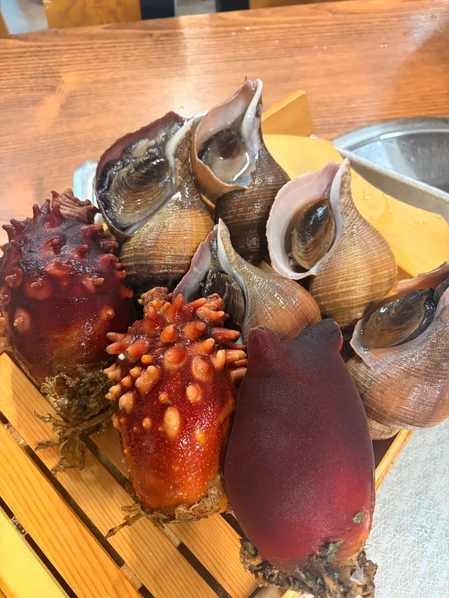 A whelk bigger than a palm being held up for scale