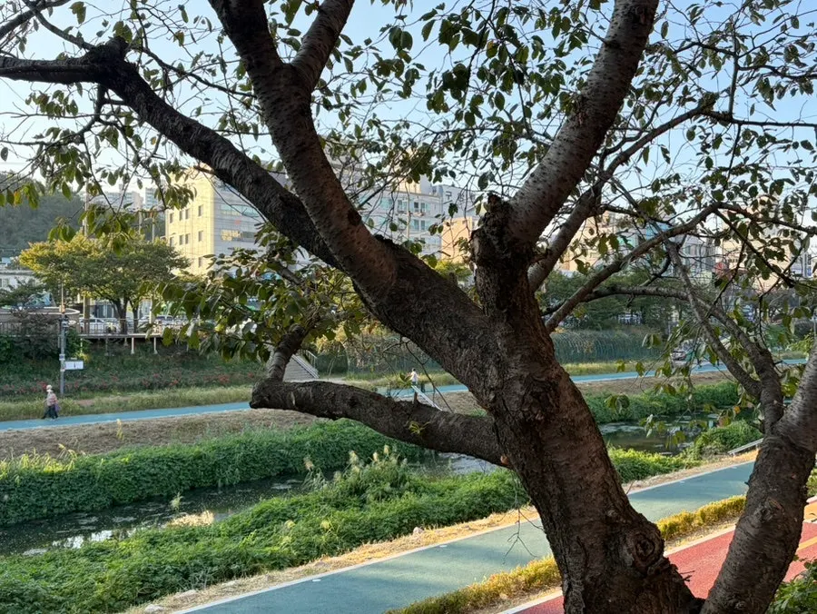 Scenery around Oreno Ramen Eunpyeong along Bulgwangcheon stream