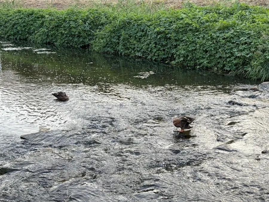 A duck spotted along Bulgwangcheon after the meal