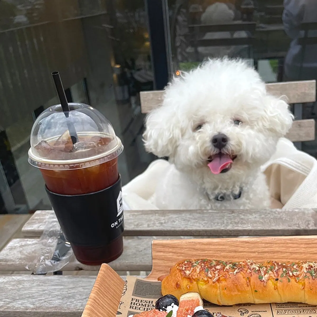 온더레일 야외석의 반려견 클로즈업