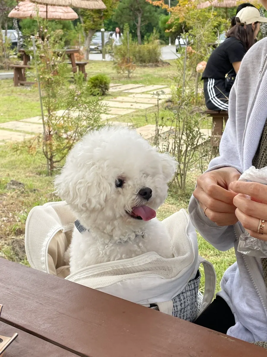 코를 킁킁거리는 강아지