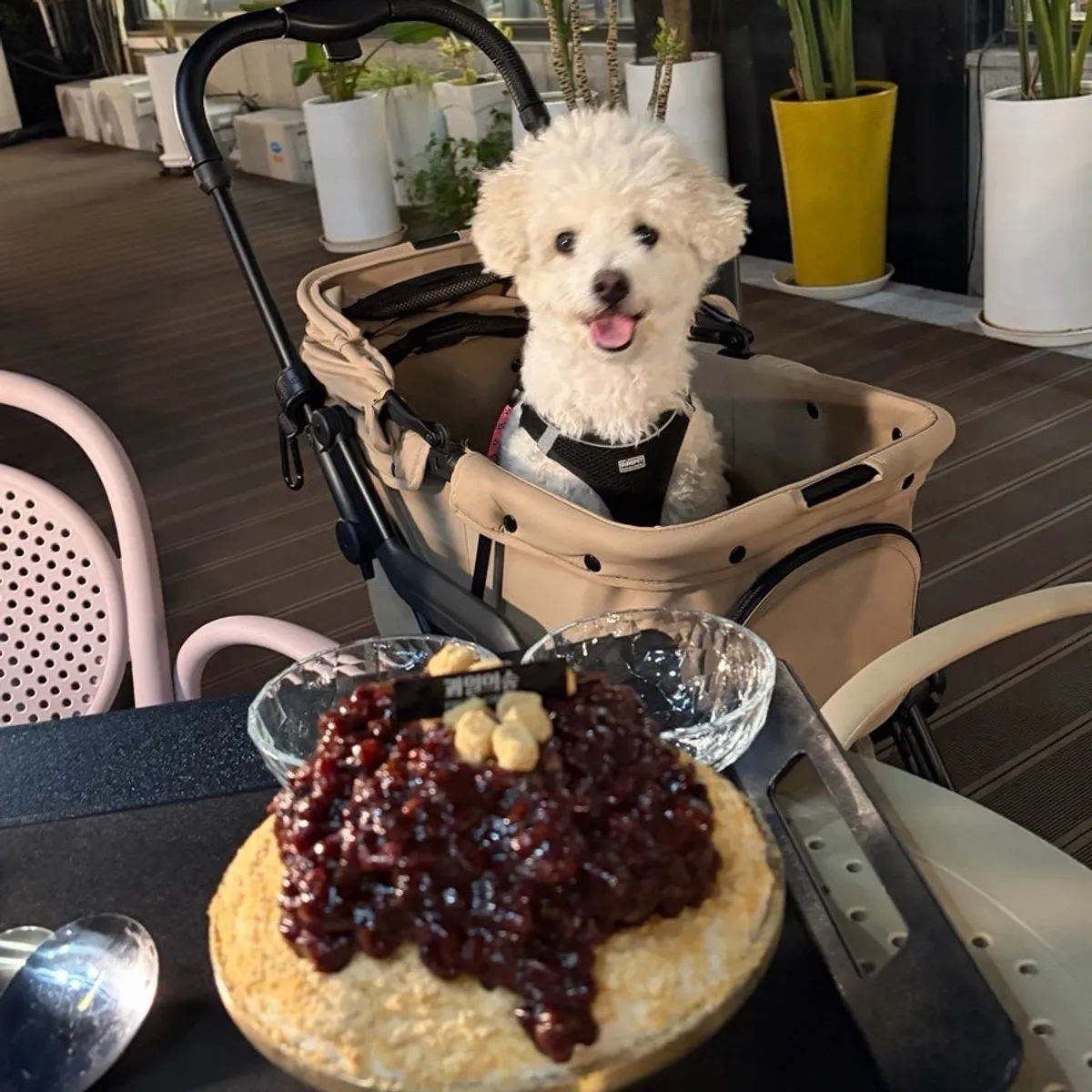 Signature photo of injeolmi red bean patbingsu at Fruit Forest Paju Direct Store