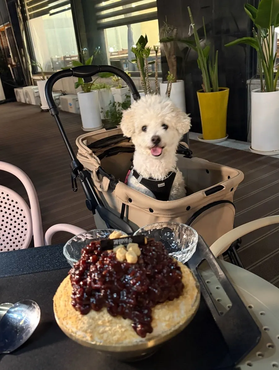 The writer's dog Jjong sitting together on the terrace