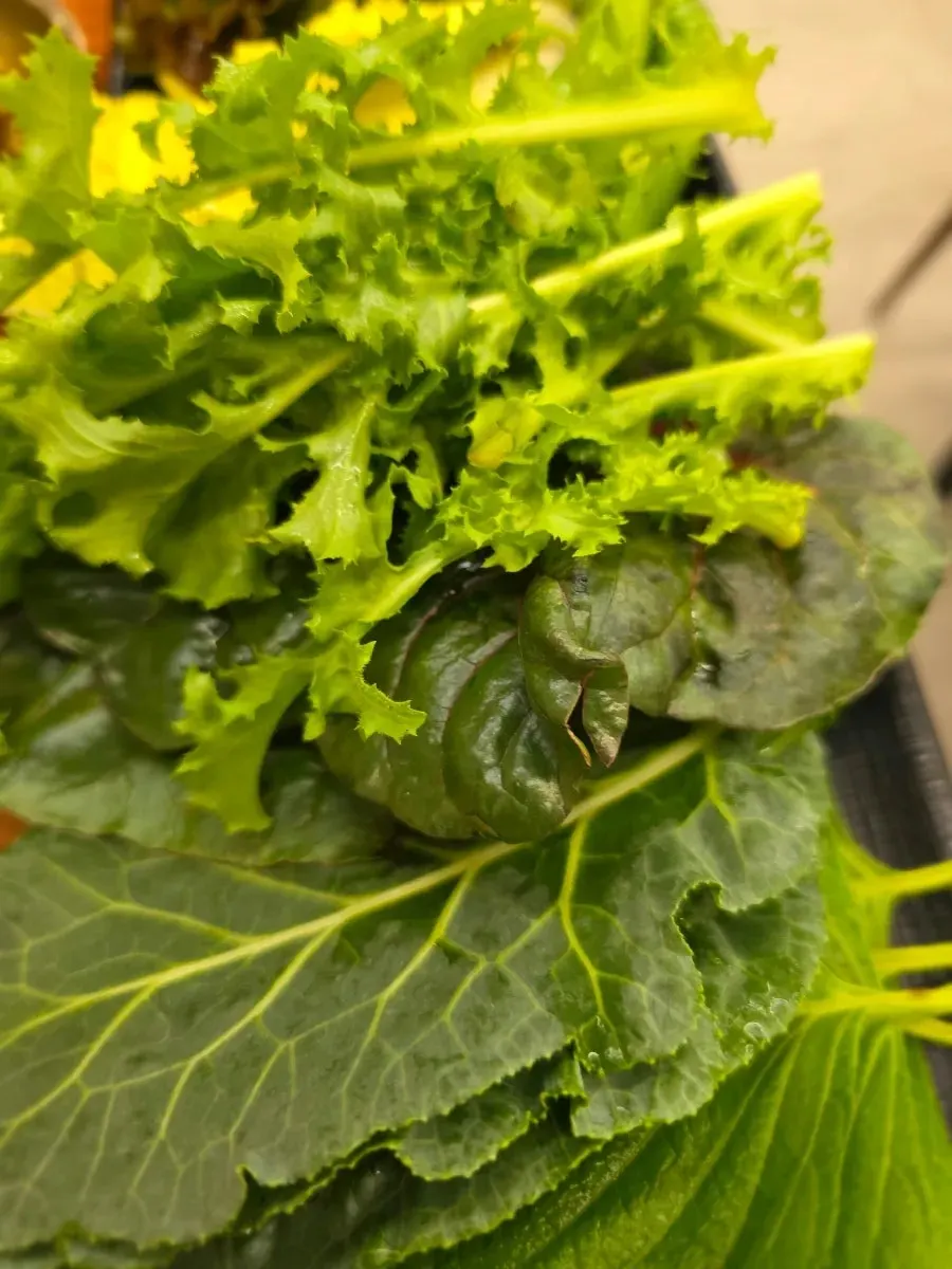A generous plate of wrap greens including lettuce and perilla leaves