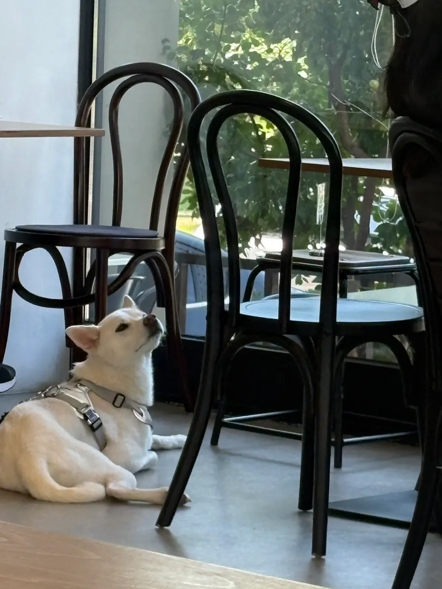 Pet-friendly interior at Pound Coffee Unjeong Main Branch