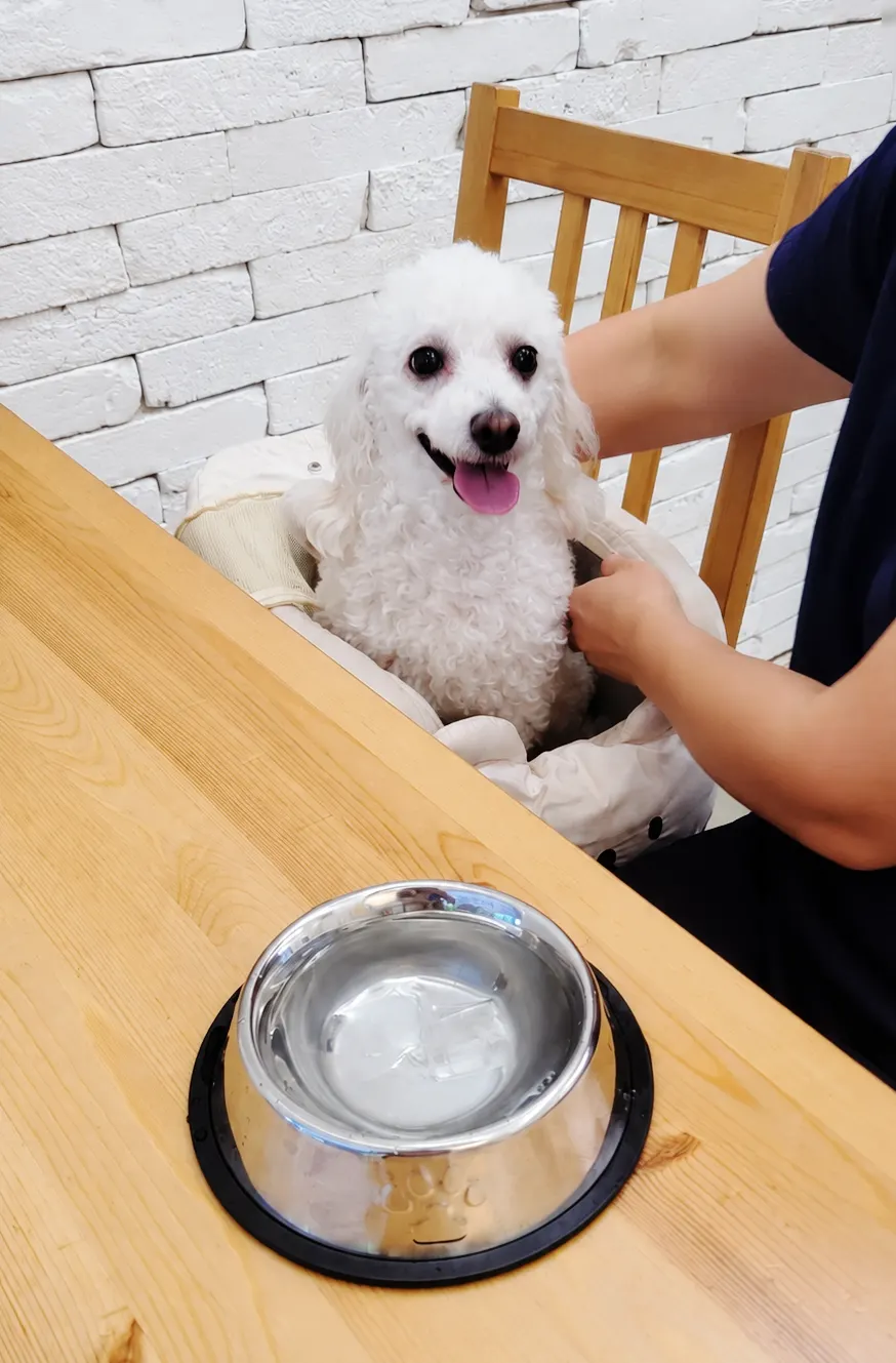 가방 밖에서 편히 머무는 반려견
