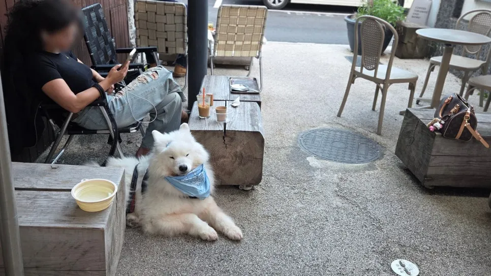 A customer and a dog at Pip Espresso Bar's outdoor seating