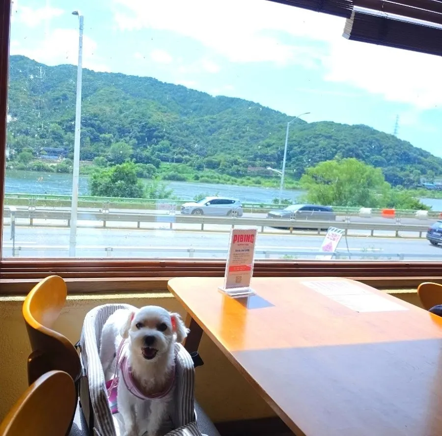 Dog settled into a 2nd floor seat with a Han River view